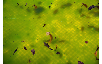 The Science of Algae Control: Why Prevention Beats Cure